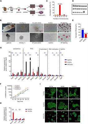 Establishment of Mouse Primed Stem Cells by Combination of Activin and LIF Signaling